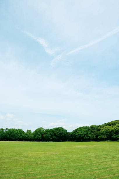 istock beautiful blue sky and grass 1531958303