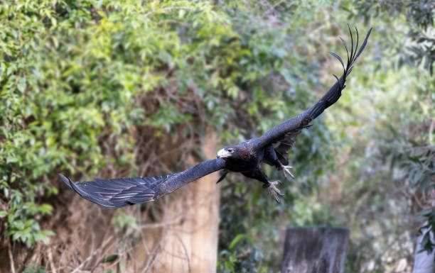 istock Wedge Tailed Eagle in full flight in natural habitat 1531960364
