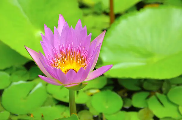 Pink lotus flower, Nymphaea nouchali, with leaf background