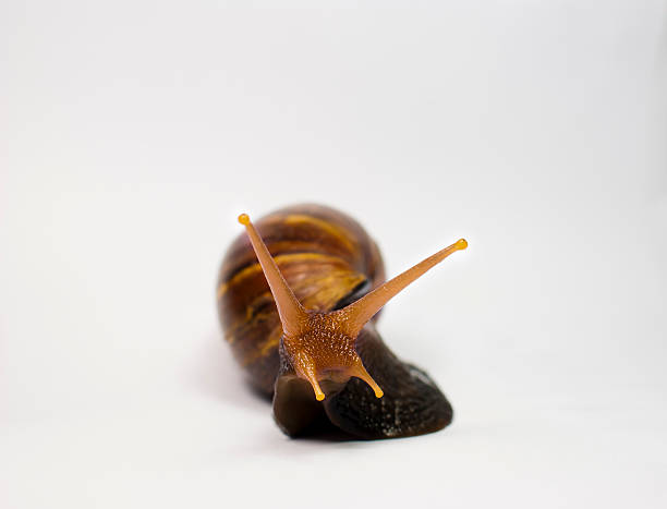 Snail stock photo