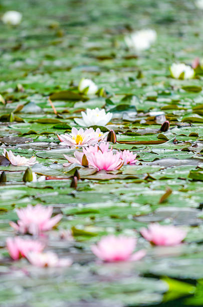 istock Water pink and white lilies 153198158