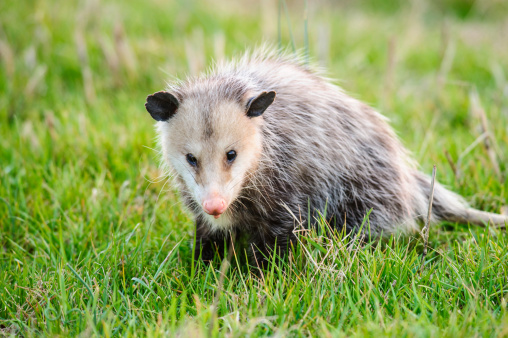 An opossum sitting in grass looking at camera.