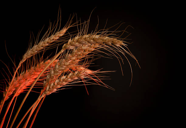 Wheat stock photo