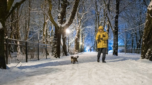 istock Owner in a yellow jacket is walking with a cat on a leash on a snowy path in winter evening. 1532011161