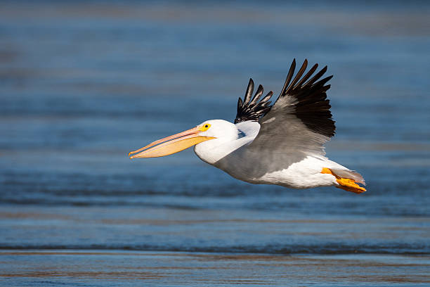 American white pelican in flight above Arkansas River