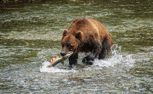 Brown bear, ursus arctos, moving on green glade in sprintime nature. Big predator observing on alpine meadow in spring. Large wild mammal walking on hill.