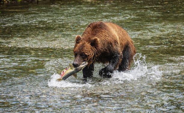 Grizzly Bear Catching Salmon Grizzly bear fishing in the river catching spawning salmon in Hyder, Alaska. brown bear catching salmon stock pictures, royalty-free photos & images