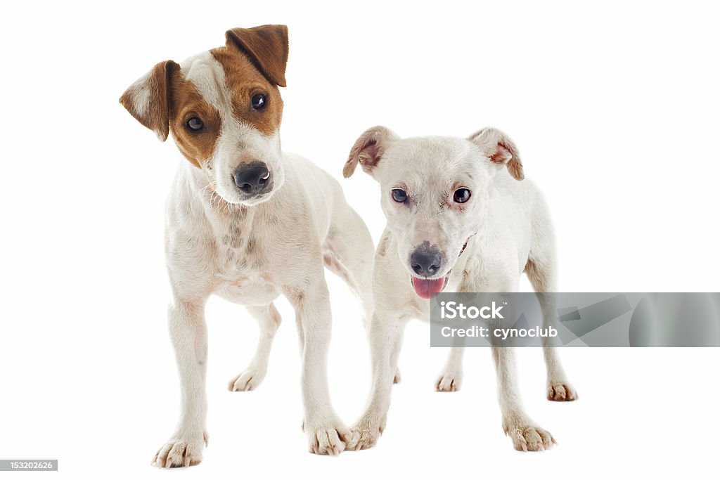 jack russel terrier - Lizenzfrei Apportierhund Stock-Foto