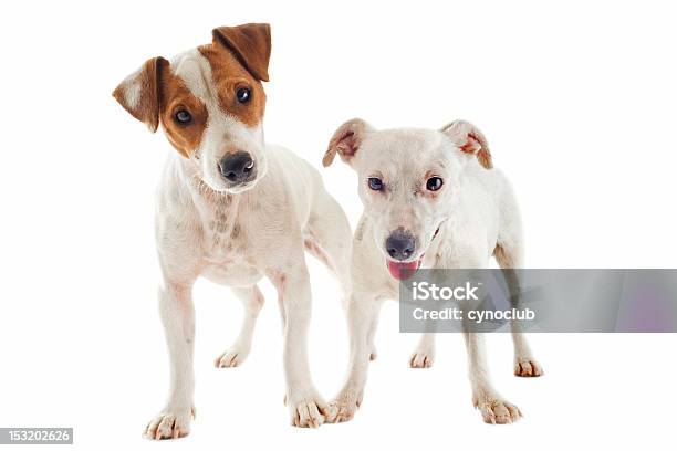 Jack Russel Terrier Stockfoto und mehr Bilder von Apportierhund - Apportierhund, Braun, Fotografie