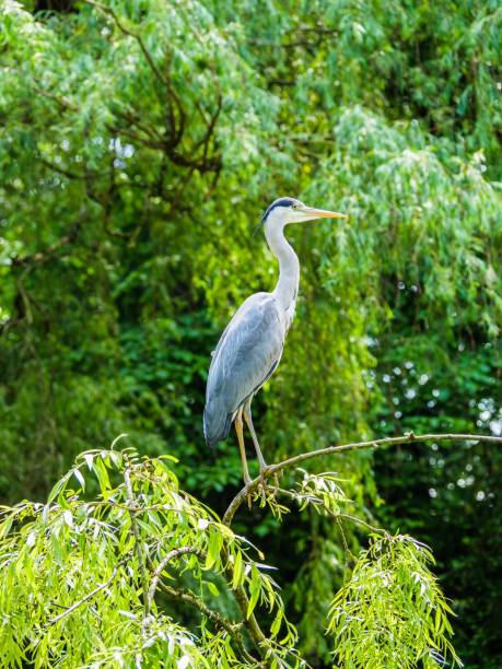 istock Majestic gray heron standing on a tree branch in a forested area 1532026540