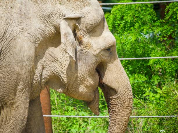 istock Close-up of a gray elephant standing in its enclosure 1532026541