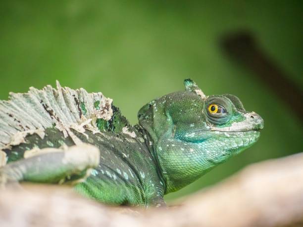 istock Close-up of a Plumed basilisk lying on a branch 1532027092