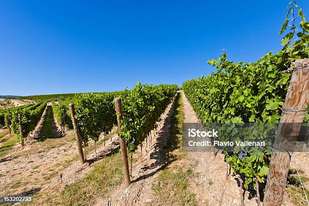 Vinhas Em Valpolicella Itália - Fotografias de stock e mais imagens de Agricultura - Agricultura, Ajardinado, Ao Ar Livre