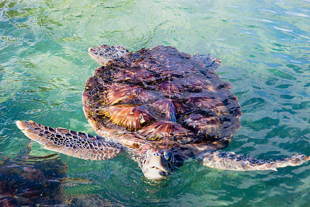istock Green Sea Turtle, Grand Cayman 153202747