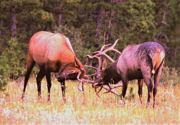 istock Elk Fiighting - Jasper National Park - Alberta, Canada 1532030282