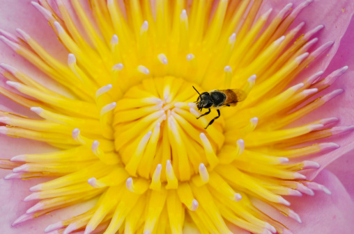 Bee with pollen water Lily Pink