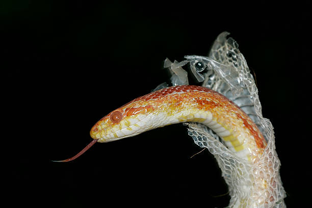 corn snake shedding corn snake sheding elaphe guttata guttata stock pictures, royalty-free photos & images