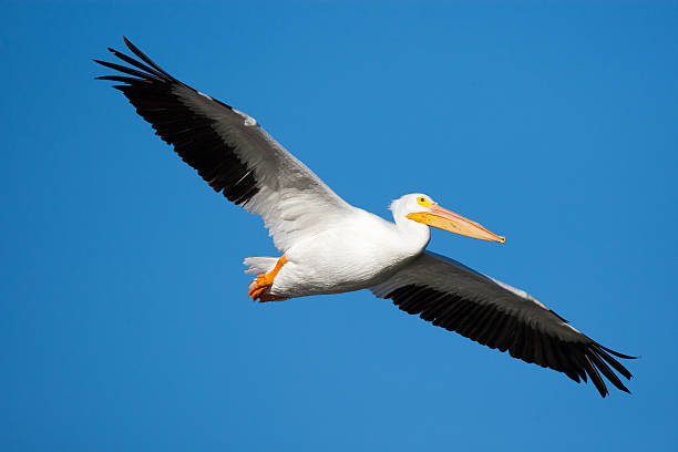 istock American white pelican in flight above Arkansas River blue sky 153203893