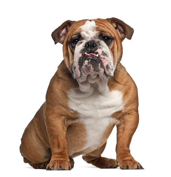 English Bulldog, 10 months old, sitting against white background English Bulldog, 10 months old, sitting against white background bulldog stock pictures, royalty-free photos & images