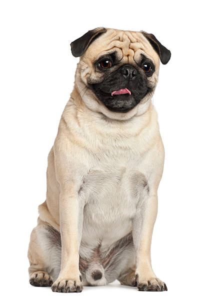 istock Pug, 3 years old, sitting against white background 153203931