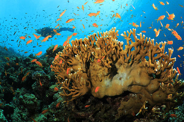 istock Tropical Fish, Coral Reef and Scuba Diver 153204282