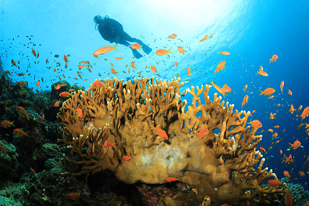 istock Scuba Diving on a Coral Reef 153204284