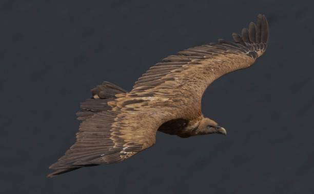 istock A griffon vulture exploring Monfrague National Park 1532045856