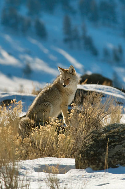 istock Coyote shows Patience sitting on rock in sun. 153204603