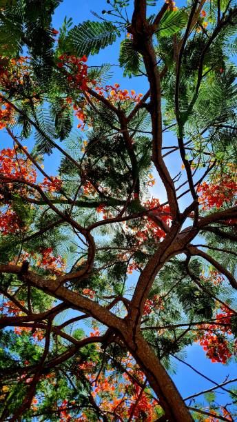 istock Under the branches of Flam trees (1) 1532049137