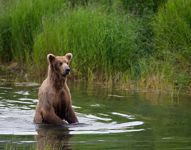 istock Alaskan Brown bear on hind legs 153205130