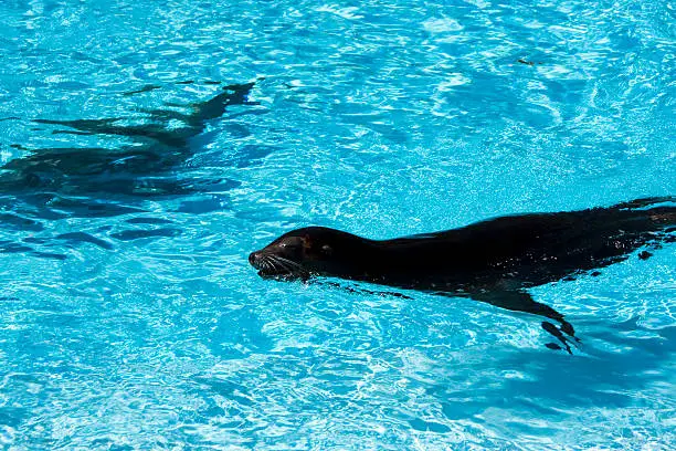 Beautiful young seal (Sea-lion) swimming