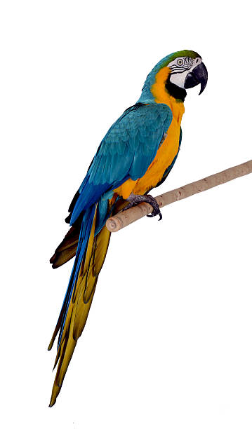 colorful parrot colorful parrot isolated in white background gold and blue macaw photos stock pictures, royalty-free photos & images