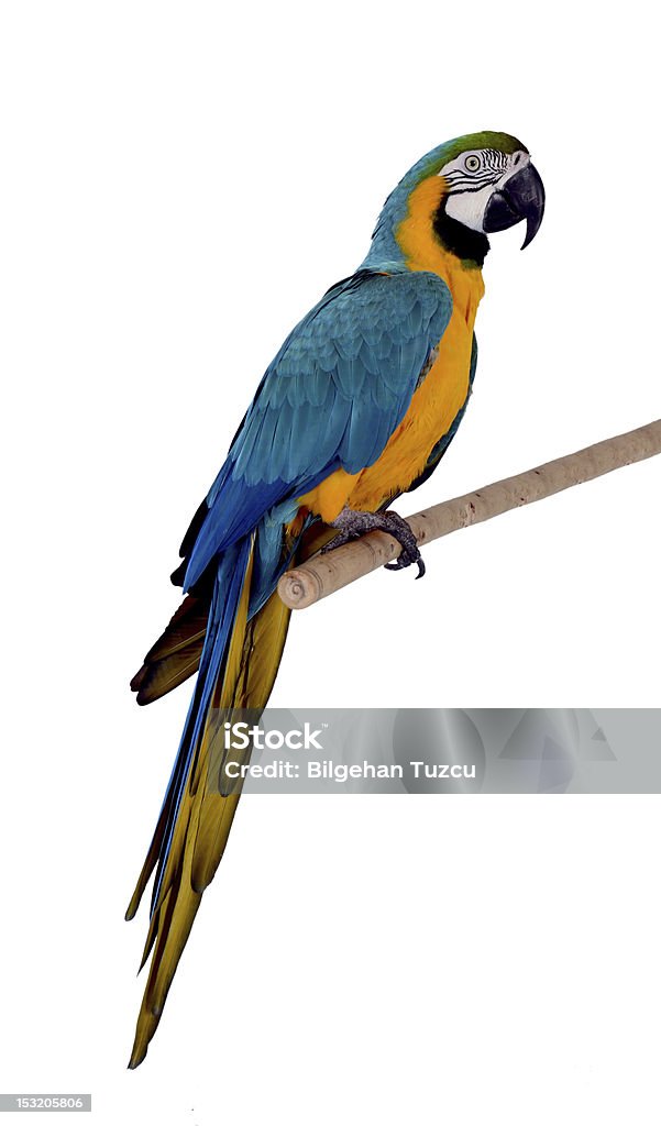Papagaio colorido - Royalty-free Arara Foto de stock