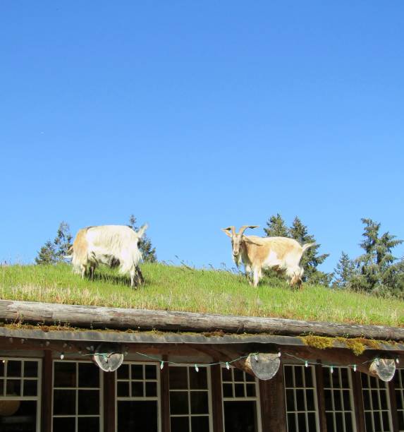 Cute free range goatling on organic natural eco animal farm freely grazing in yard on ranch background. Domestic goat graze in pasture. Modern animal livestock, ecological farming. Animal rights