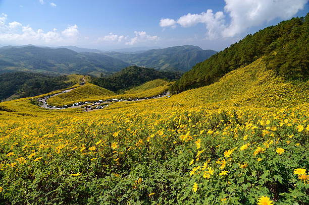Maxican sunflowers pole w górach – zdjęcie