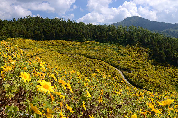 Dziki Mexican Sunflowers w górach i Road – zdjęcie