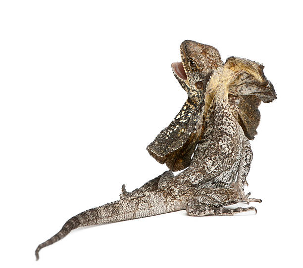 istock Frill-necked lizard, Chlamydosaurus kingii, in front of white background 153208123