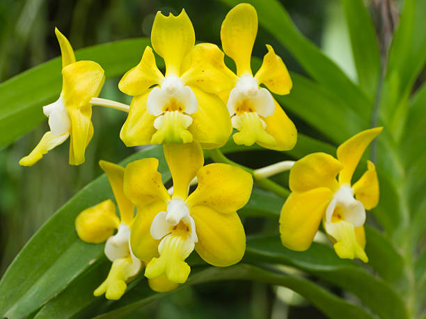 Vanda denisoniana Kind of orchid, tropical flower in ornamental garden vanda denisoniana stock pictures, royalty-free photos & images