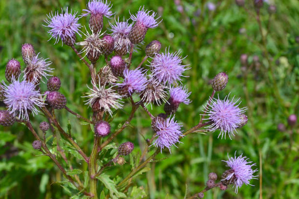 istock pink flowers in the field 1532085040