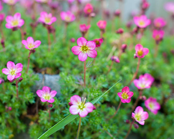 Many Small Pink Flowers Center in Focus stock photo