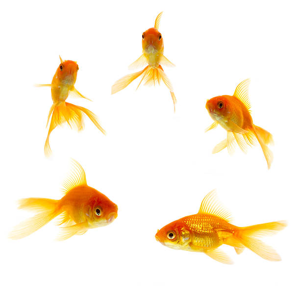 istock Gold Fishes 153208742