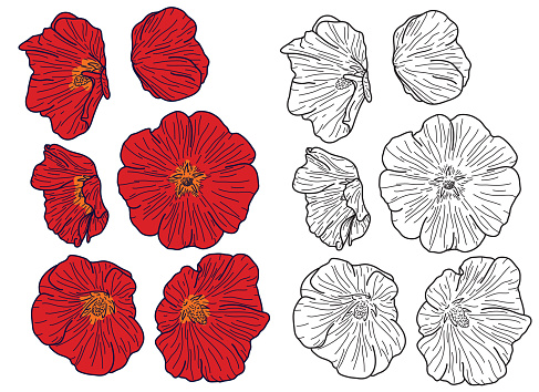 A set of hollyhock flowers with colour fills and with just line artwork. Artwork is grouped and easy to change with global colours.