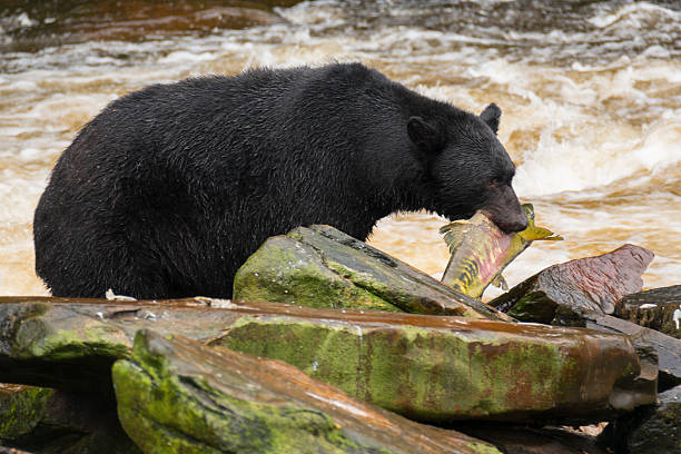 istock Black Bear Catches Salmon in Alaska 153210617