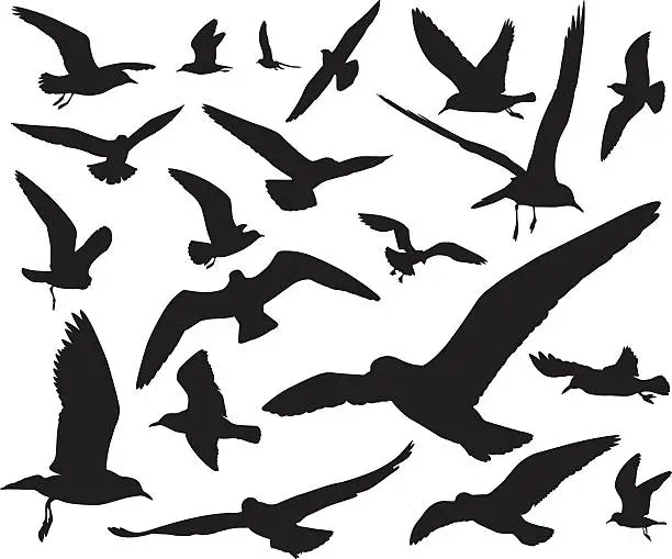 Vector illustration of Seagulls silhouettes