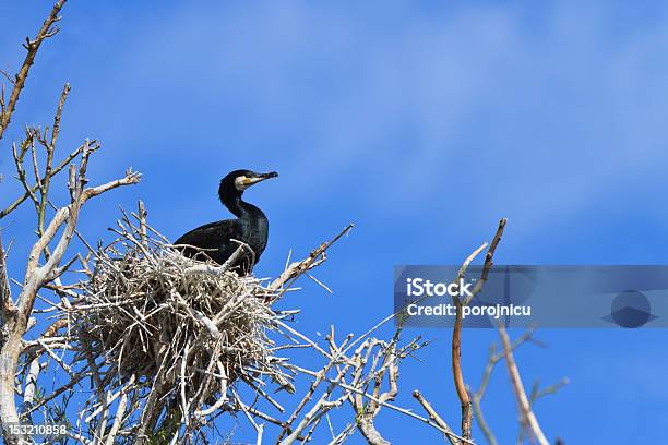 Cormorán En Nest Foto de stock y más banco de imágenes de Aire libre - Aire libre, Ala de animal, Animal