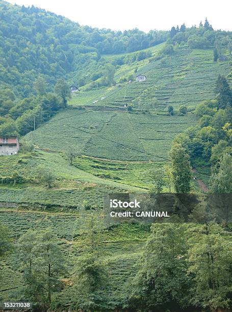 Campo De Chá - Fotografias de stock e mais imagens de Ao Ar Livre - Ao Ar Livre, Camellia sinensis, Campo agrícola