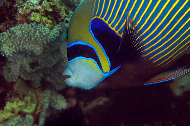istock Close-up of an emperor angelfish (pomacanthus imperator). 153211166