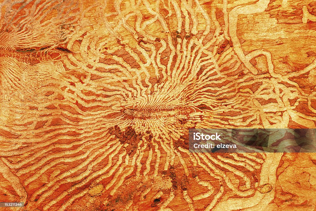 abstract hardwood background abstract birch background Abstract Stock Photo