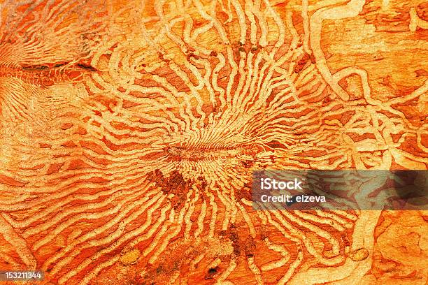 Abstract Hardwood Background Stock Photo - Download Image Now - Abstract, Backgrounds, Birch Tree