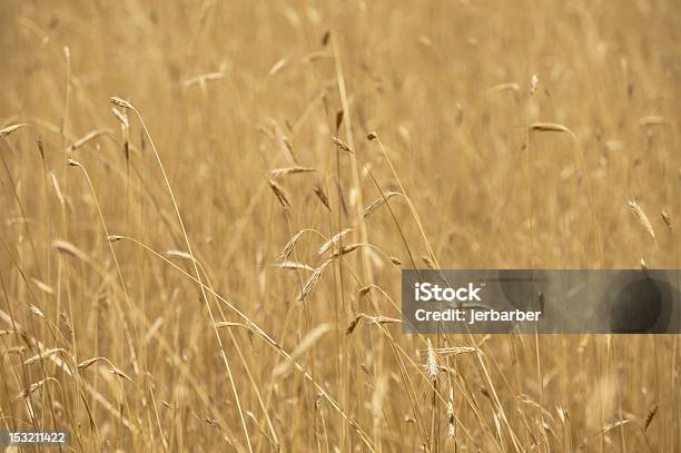 Foto de Trigo Isoladas e mais fotos de stock de Adulto maduro - Adulto maduro, Amarelo, Campo